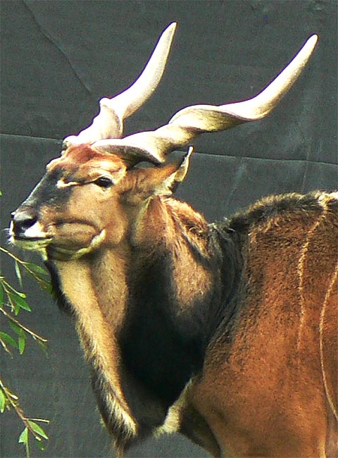 derby's eland