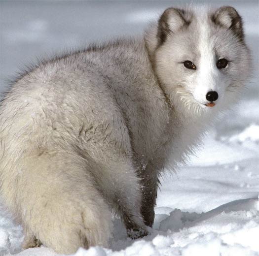 Endangered Animals: The Polar Fox: January 2012