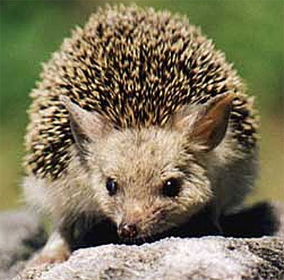 Pet Hedgehog Food