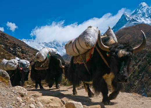 himalayan-yaks-carrying-loads.jpg