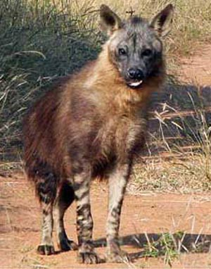 adult brown