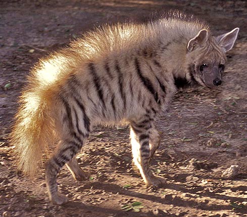 striped-hyena.jpg