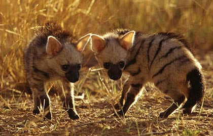 young-aardwolves.jpg