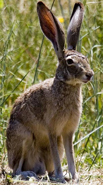 Pictures Of Rabbits And Hares. Many rabbits and hares have