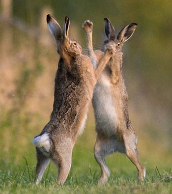 Jackrabbits and Hares - Big, Fast and Shy Leporids | Animal Pictures