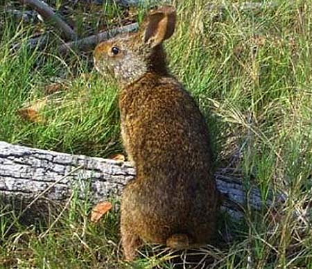 Znalezione obrazy dla zapytania Marsh rabbit