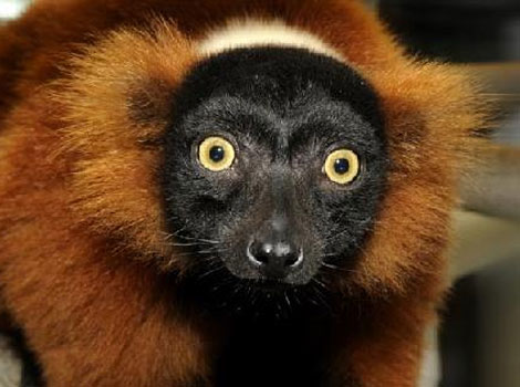 http://www.factzoo.com/sites/all/img/mammals/lemurs/red-ruffed-lemur.jpg