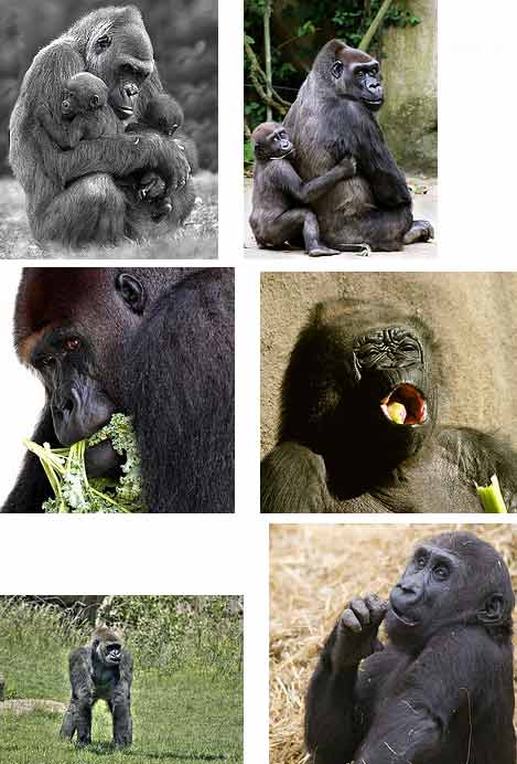 lowland gorillas