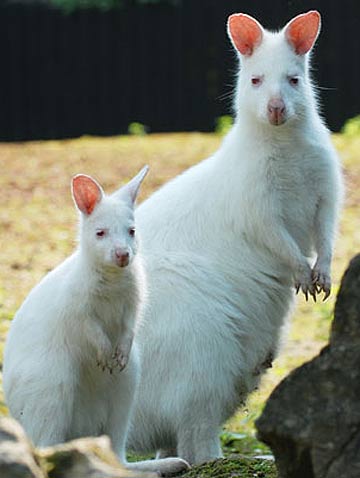 wallabies