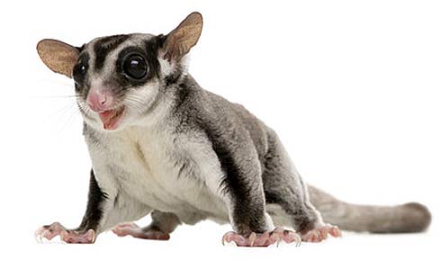 Sweet Sugar Glider Diet How