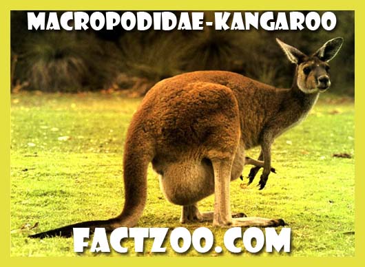 macropodidae