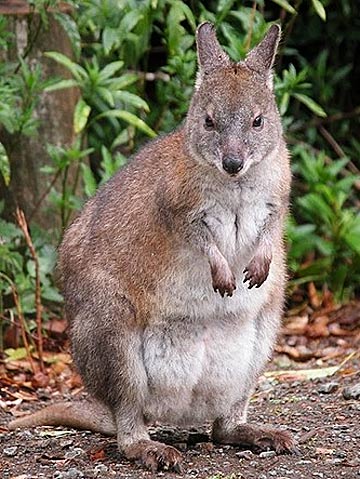 pademelon