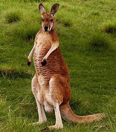 Kangaroo Standing Up