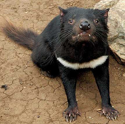 Tasmania | Animal Pictures and Facts | FactZoo.com