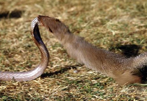 Resultado de imagem para banded mongoose eating