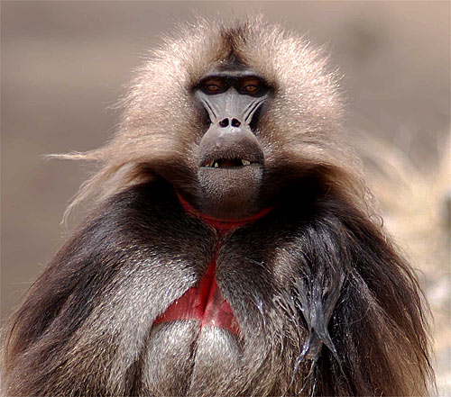http://www.factzoo.com/sites/all/img/mammals/monkeys/baboon/gelada-baboon-ethiopia.jpg