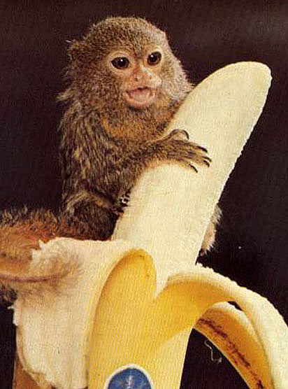 baby-monkey-banana-mine.jpg