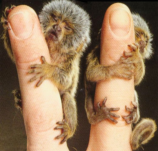 Pygmy Marmosets