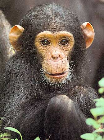 Chimpanzee