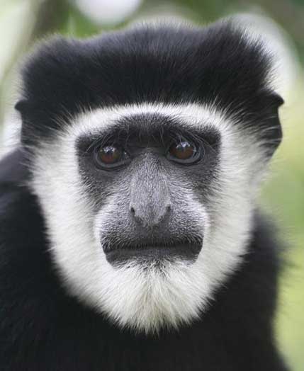 colobus colobus