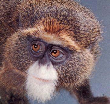 http://www.factzoo.com/sites/all/img/mammals/monkeys/deBrazzas-monkey.jpg