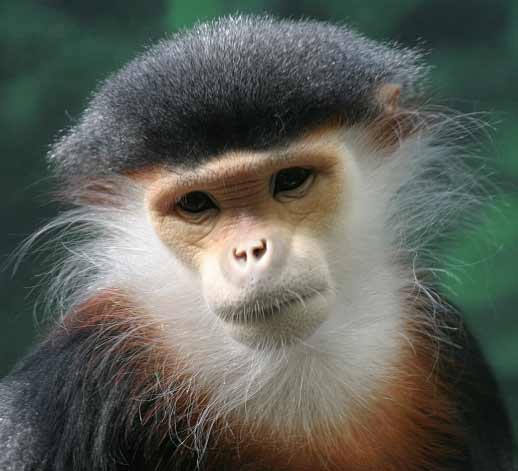 douc langur