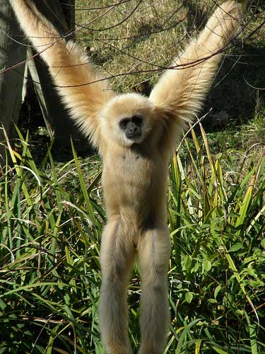 gibbon