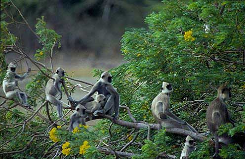 gray langurs