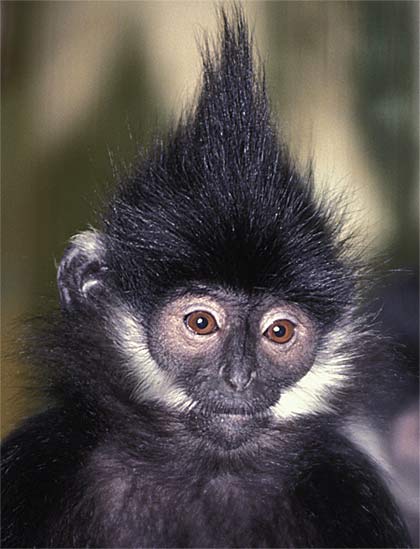 [Image: langur-nice-hair.jpg]