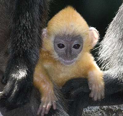 silver langur baby
