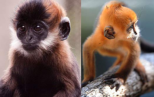 Francois' Langur - White Facial Hair and Spiky Crest | Animal Pictures