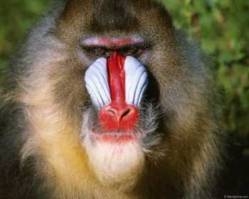 mandrill