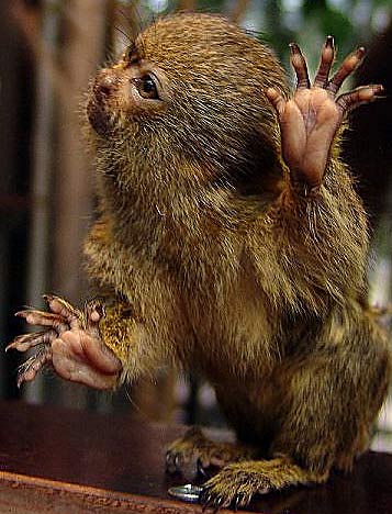 marmoset hands close-up