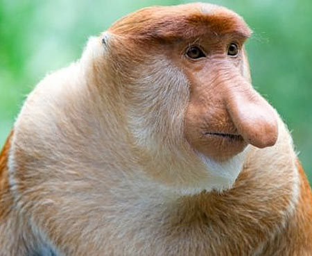 proboscis-monkey-the-nose-knows.jpg