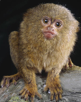 finger puppet marmoset