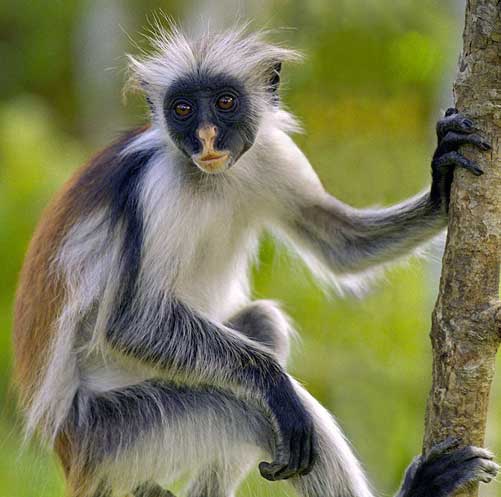 red colobus