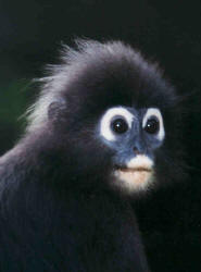 Spectacled Langur