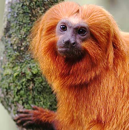 What are some facts about golden lion tamarins?