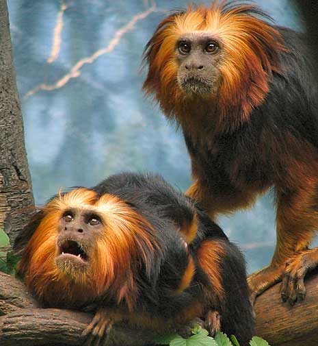 What do golden lion tamarins eat?