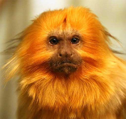 What are some facts about golden lion tamarins?