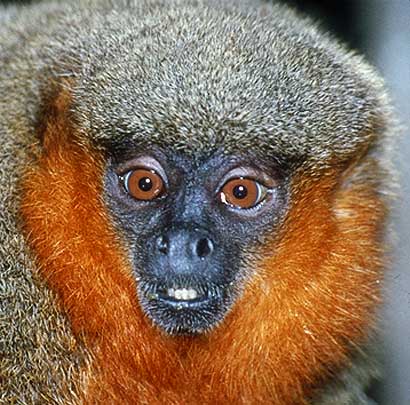 dusky titi head