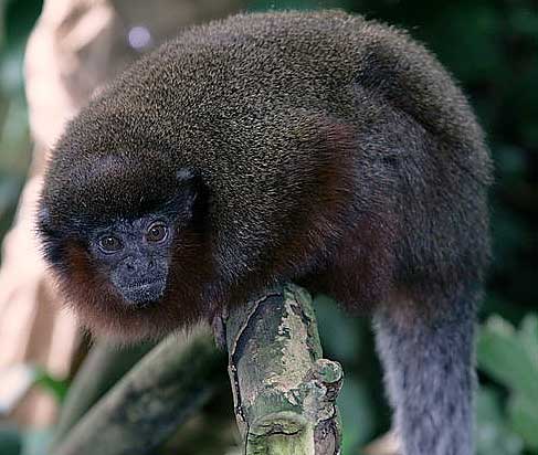 dusky titi perched
