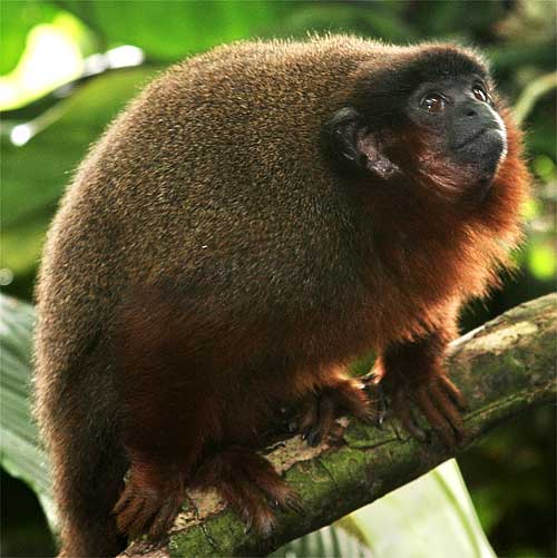 dusky titi red