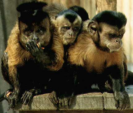Capuchins Capuchins