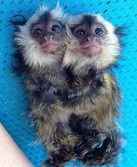 Pygmy Marmoset - The Smallest Monkey | Animal Pictures and ...