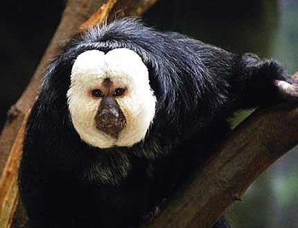 white faced saki male