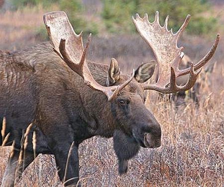Moose - Big Bellowing Beast of a Deer | Animal Pictures and Facts 