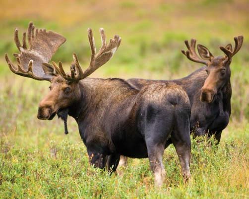 two males