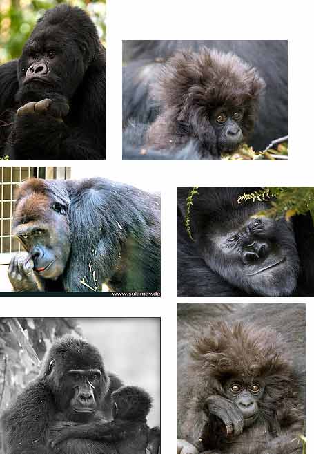 Mountain gorillas