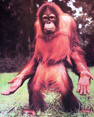 orangutan-open-hands.jpg